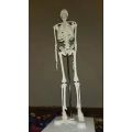 Model ludzkiego szkieletu ruchomy 45 cm edukacyjny model anatomiczny do nauki biologii