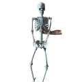 Duży szkielet 180 cm Anatomiczny model człowieka, dokładne szczegóły