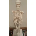 Model ludzkiego szkieletu ruchomy 45 cm edukacyjny model anatomiczny do nauki biologii