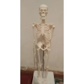 Model ludzkiego szkieletu ruchomy 45 cm edukacyjny model anatomiczny do nauki biologii