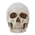 Czaszka anatomiczna RESTEQ 19x14x16cm ruchoma żuchwa model człowieka