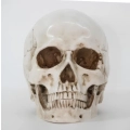 Czaszka anatomiczna RESTEQ 19x14x16cm ruchoma żuchwa model człowieka