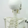 Model ludzkiego szkieletu ruchomy 45 cm edukacyjny model anatomiczny do nauki biologii