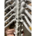 Duży szkielet 180 cm Anatomiczny model człowieka, dokładne szczegóły