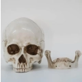 Czaszka anatomiczna RESTEQ 19x14x16cm ruchoma żuchwa model człowieka