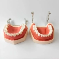 Model dentystyczny ludzkiej szczęki RESTEQ z wyjmowanymi zębami, 28 zębów