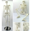 Model ludzkiego szkieletu ruchomy 45 cm edukacyjny model anatomiczny do nauki biologii