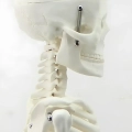 Model ludzkiego szkieletu ruchomy 45 cm edukacyjny model anatomiczny do nauki biologii