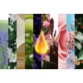 ZESTAW OLEJKÓW ETERYCZNYCH ZAPACHOWYCH 11 SZT