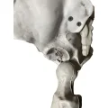 Duży szkielet 180 cm Anatomiczny model człowieka, dokładne szczegóły