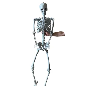 Duży szkielet 180 cm Anatomiczny model człowieka, dokładne szczegóły