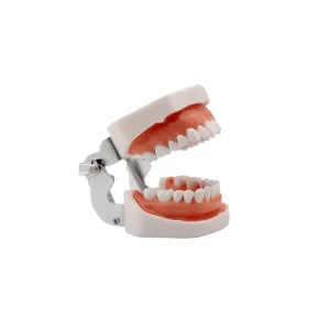 Model dentystyczny ludzkiej szczęki RESTEQ z wyjmowanymi zębami, 28 zębów