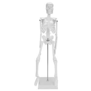 Model ludzkiego szkieletu ruchomy 45 cm edukacyjny model anatomiczny do nauki biologii