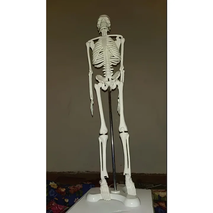 Model ludzkiego szkieletu ruchomy 45 cm edukacyjny model anatomiczny do nauki biologii