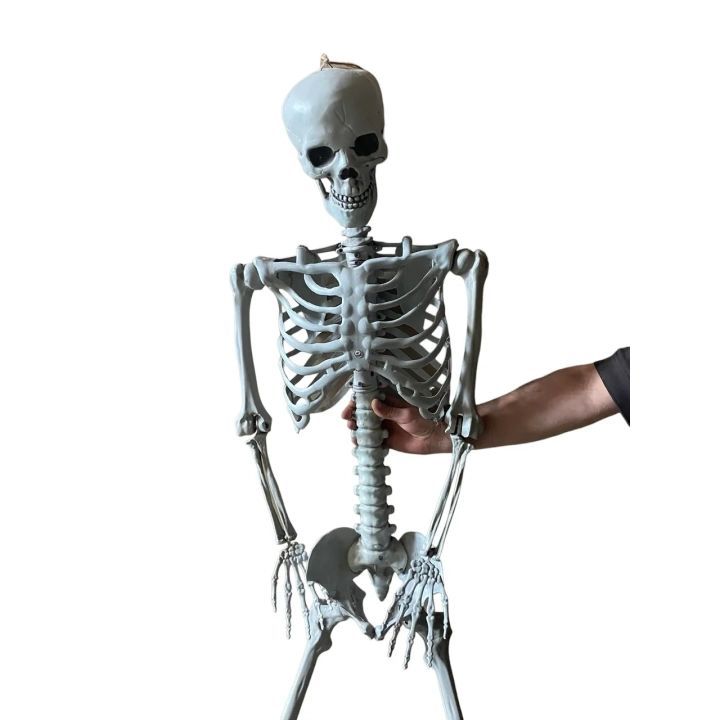 Duży szkielet 180 cm Anatomiczny model człowieka, dokładne szczegóły