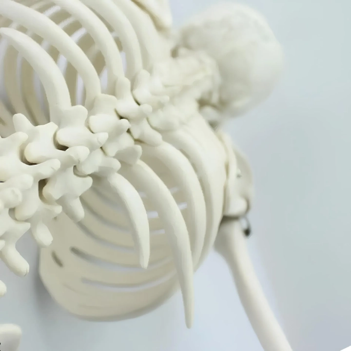 Model ludzkiego szkieletu ruchomy 45 cm edukacyjny model anatomiczny do nauki biologii