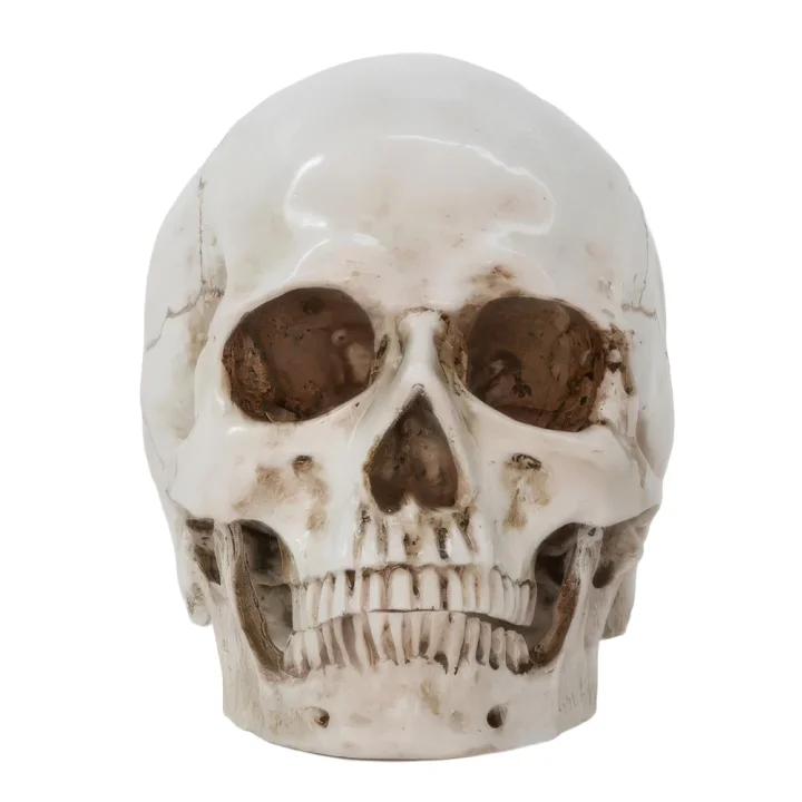 Czaszka anatomiczna RESTEQ 19x14x16cm ruchoma żuchwa model człowieka