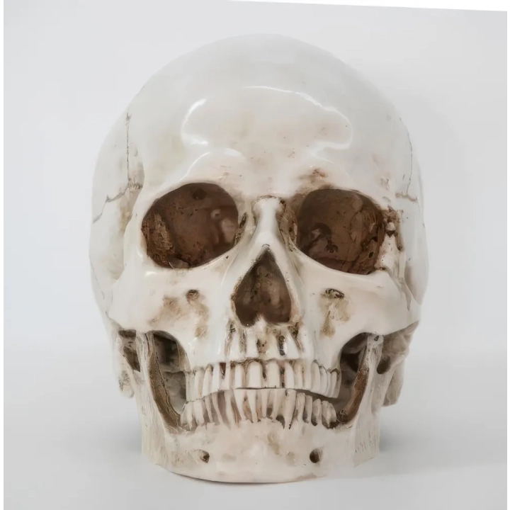 Czaszka anatomiczna RESTEQ 19x14x16cm ruchoma żuchwa model człowieka
