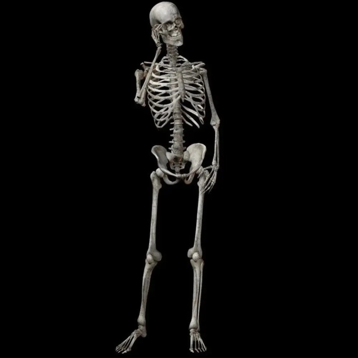 Szkielet człowieka model 90cm kościotrup dekoracja anatomiczny model edukacyjny do szkoły lub wystroju wnętrz