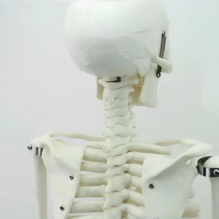 Model ludzkiego szkieletu ruchomy 45 cm edukacyjny model anatomiczny do nauki biologii