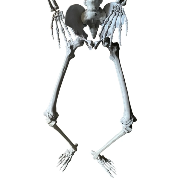 Duży szkielet 180 cm Anatomiczny model człowieka, dokładne szczegóły