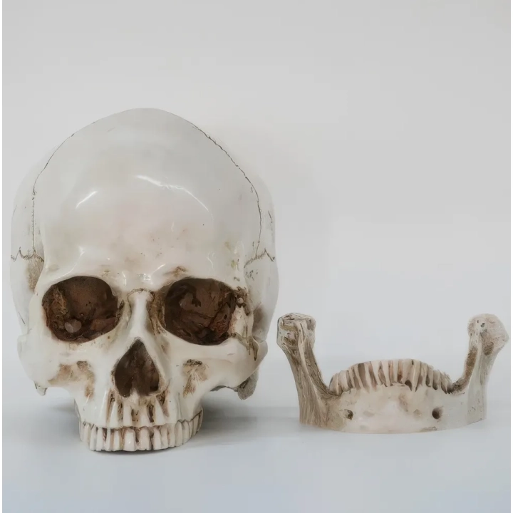Czaszka anatomiczna RESTEQ 19x14x16cm ruchoma żuchwa model człowieka