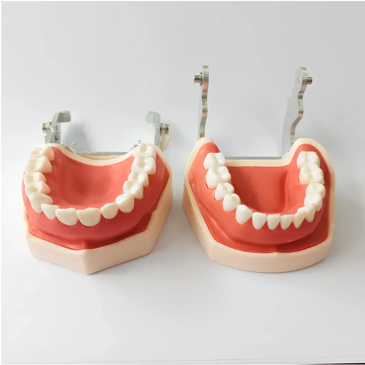 Model dentystyczny ludzkiej szczęki RESTEQ z wyjmowanymi zębami, 28 zębów