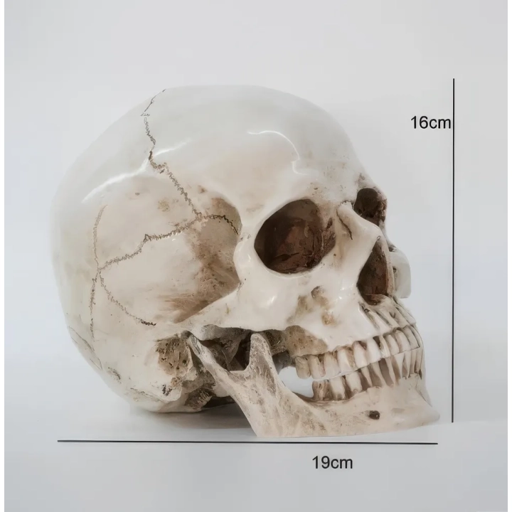 Czaszka anatomiczna RESTEQ 19x14x16cm ruchoma żuchwa model człowieka