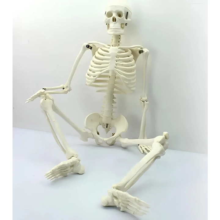 Model ludzkiego szkieletu ruchomy 45 cm edukacyjny model anatomiczny do nauki biologii