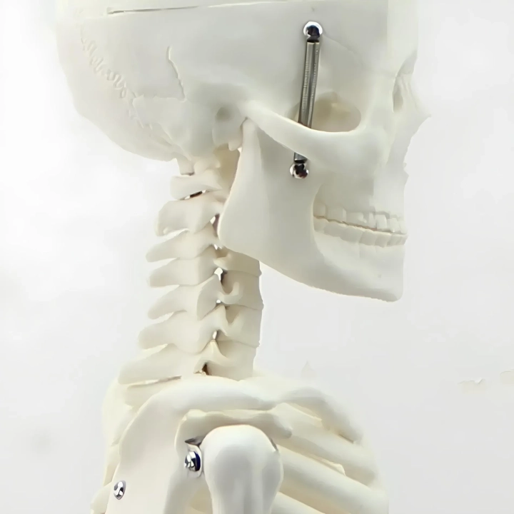 Model ludzkiego szkieletu ruchomy 45 cm edukacyjny model anatomiczny do nauki biologii