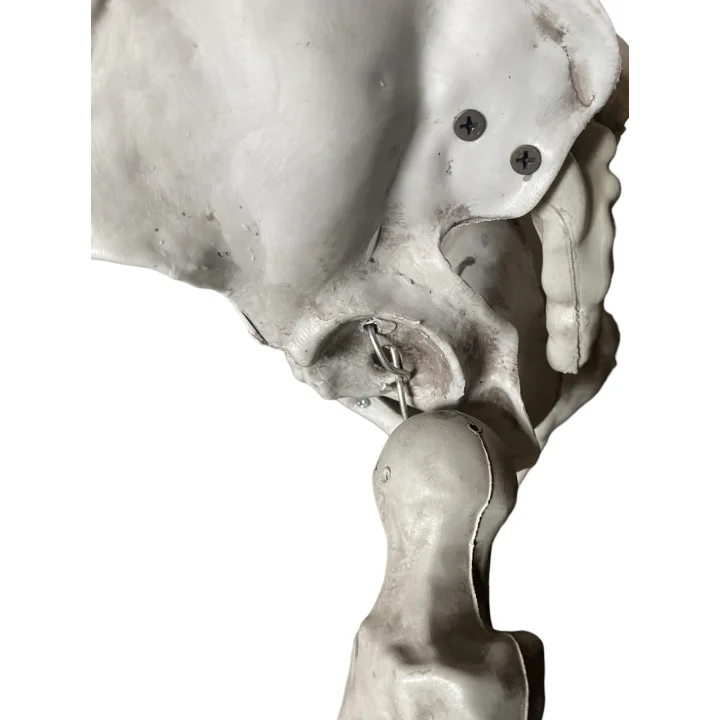 Duży szkielet 180 cm Anatomiczny model człowieka, dokładne szczegóły